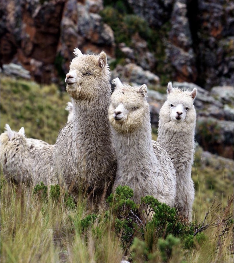 Alpacas in the Andean highlands
