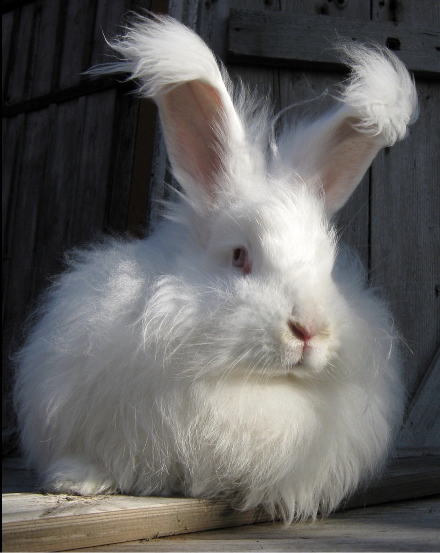 White Angora rabbit with dense fluffy coat