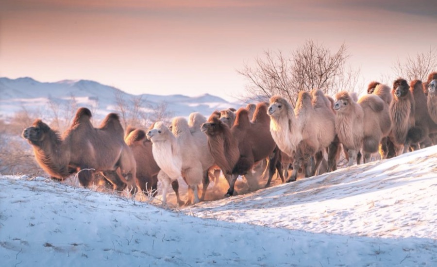 Bactrian camels crossing snowy Central Asian steppe