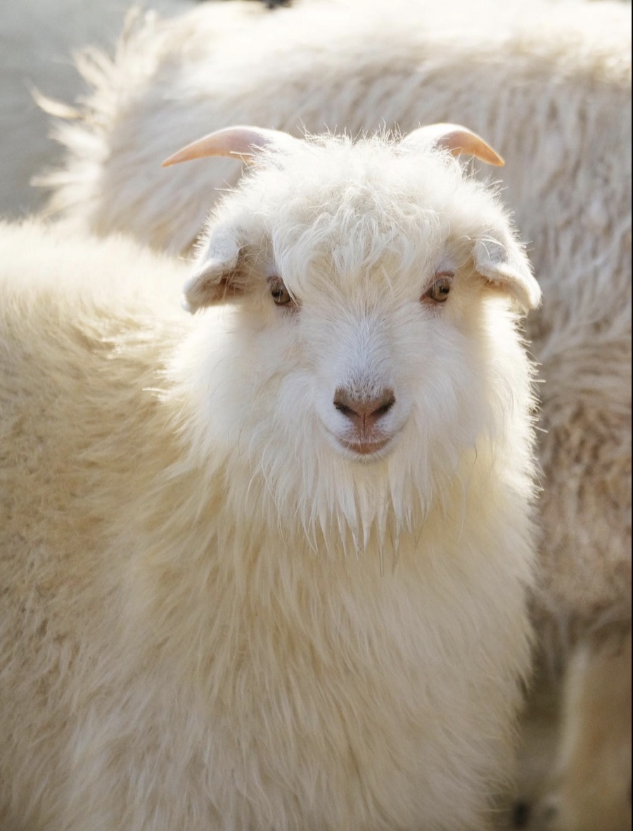 White cashmere goat in soft light