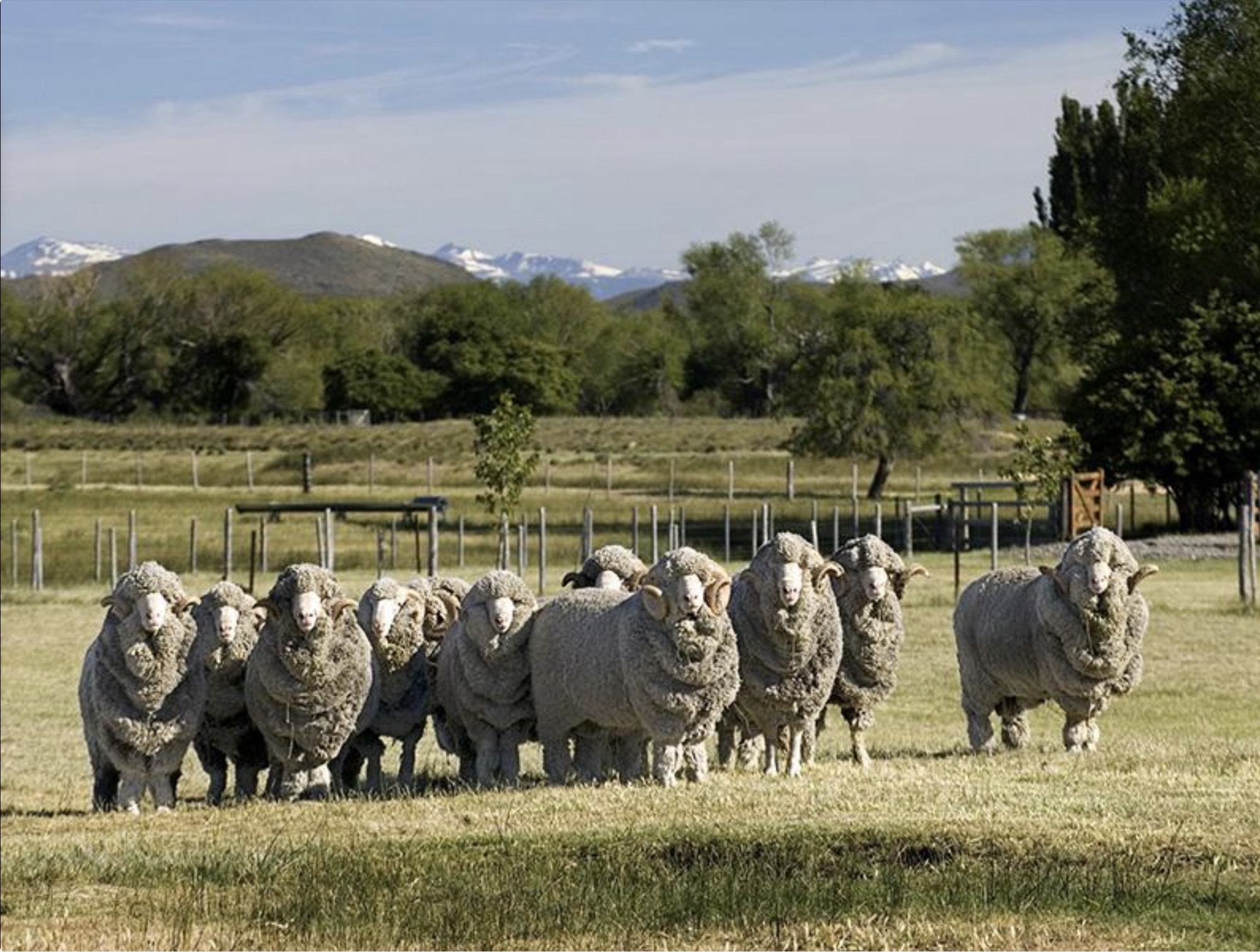 Merino wool flock grazing before the Andes mountains