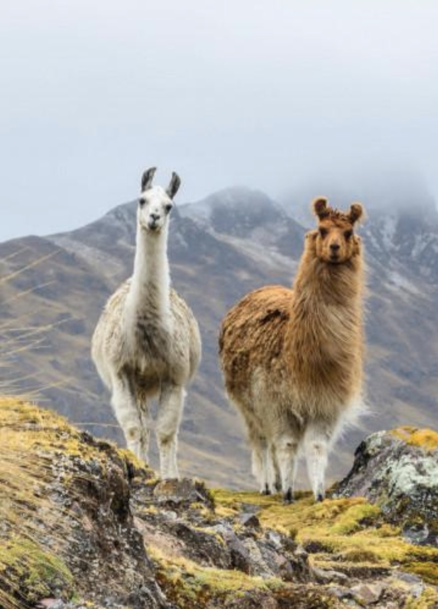 Llamas on a mountain ridge in the Andes