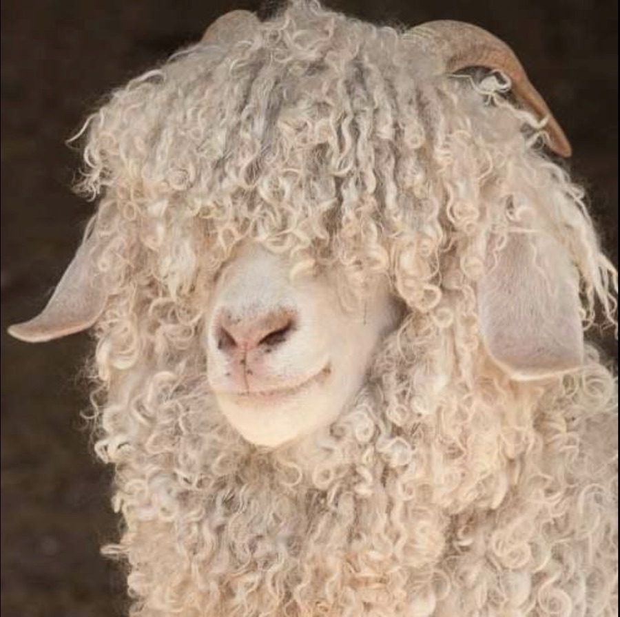 Angora goat with long curled mohair fleece