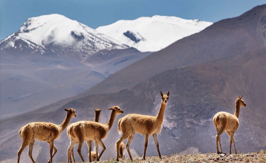 Wild vicuñas before snow-capped Andean peaks