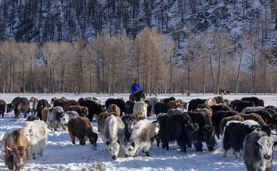 Yak herd grazing in winter pasture